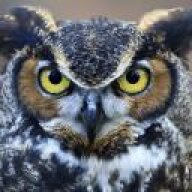 Owl961