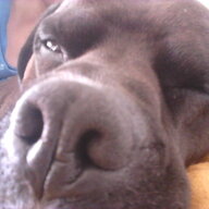 Carolan