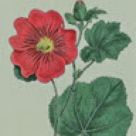 Pequitas