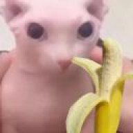 bingus