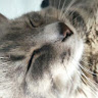 DrMiaou