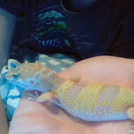 GeckosGames