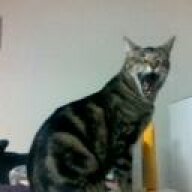 Thorvawk