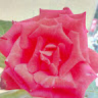Manas1994