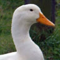 nenad47
