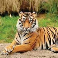 anupgill4h