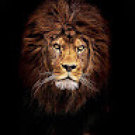 kingleo