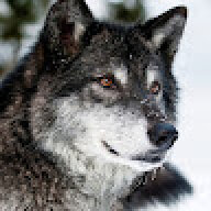 dada_wolk