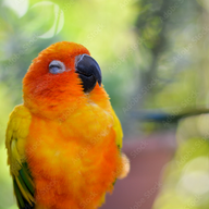YellowOrange