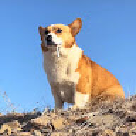 Hachi-y