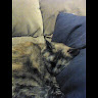 tincatlady