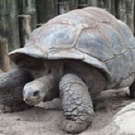 TortoiseRevenge