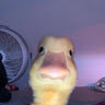 duckducute