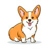 corgi