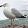 ConmonSeagull