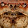 crabface