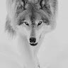 Wolf _98