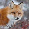 redfoxjr